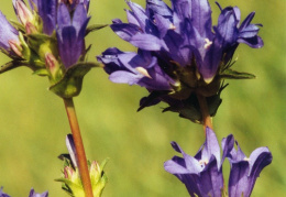 Campanula glomerata, Campanule agglomérée