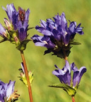 Campanula glomerata, Campanule agglomérée