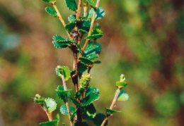 Betula nana