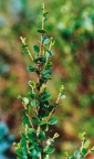 Betula nana