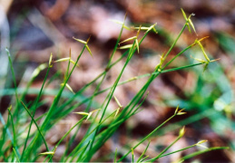 Carex pauciflora