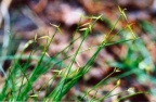 Carex pauciflora