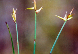 Carex pauciflora