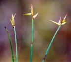 Carex pauciflora
