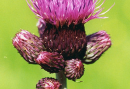 Cirsium rivulare, Cirse des ruisseaux