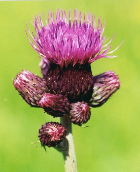 20000600_saignelegier_la-gruere_cirsium_rivulare_01.jpg