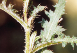 Cirsium rivulare, Cirse des ruisseaux