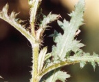 Cirsium rivulare, Cirse des ruisseaux