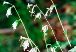 Silene nutans