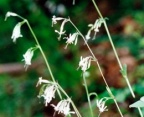 Silene nutans