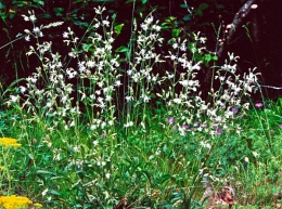 Silene nutans