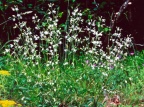 Silene nutans
