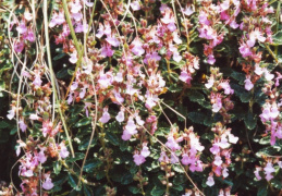 Teucrium chamaedrys, Germandrée petit chêne