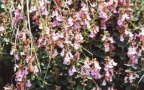 Teucrium chamaedrys, Germandrée petit chêne