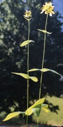 Hypericum montanum