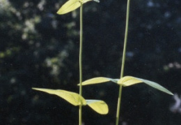 Hypericum montanum