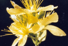 Hypericum montanum