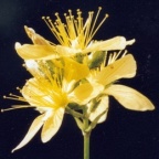 Hypericum montanum