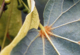 Tilia cordata