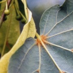 Tilia cordata