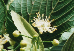 Tilia cordata