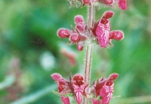 Stachys sylvatica, Épiaire des forêts