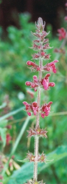 20000700_les-enfers_stachys_sylvatica_01.jpg