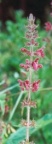 Stachys sylvatica, Épiaire des forêts