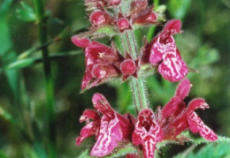 Stachys sylvatica, Épiaire des forêts