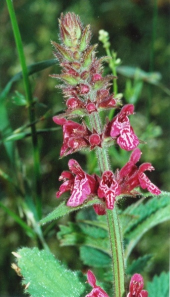 20000700_les-enfers_stachys_sylvatica_02.jpg