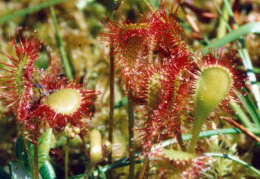 Drosera x obovata