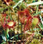 Drosera x obovata