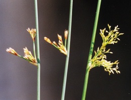 Juncus effusus, Jonc épars