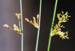 Juncus effusus, Jonc épars