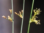 Juncus effusus, Jonc épars