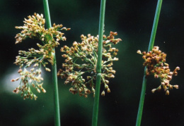 Juncus effusus, Jonc épars