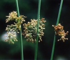 Juncus effusus, Jonc épars