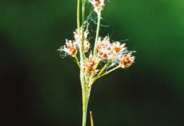 Luzula multiflora, Luzule à fleurs nombreuses