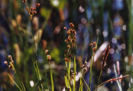 Luzula multiflora, Luzule à fleurs nombreuses