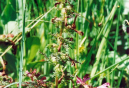 Pedicularis palustris, Pédiculaire des marais