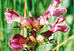 Pedicularis palustris, Pédiculaire des marais