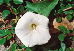 Calystegia sepium, Liseron des haies