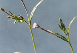 Epilobium palustre, Épilobe des marais