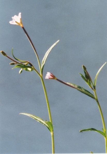 20000800_courgenay_la-creule_epilobium_palustre.jpg