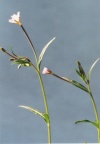 Epilobium palustre, Épilobe des marais