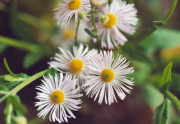 Erigeron annuus, Vergerette annuelle