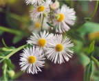 Erigeron annuus, Vergerette annuelle