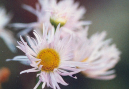 Erigeron annuus, Vergerette annuelle