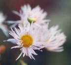 Erigeron annuus, Vergerette annuelle