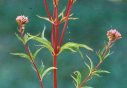 Eupatorium cannabinum, Eupatoire chanvrine